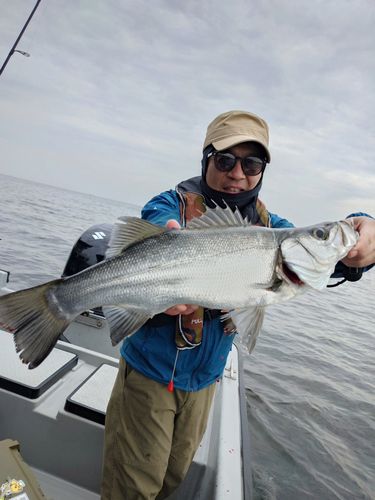 ヒラスズキの釣果