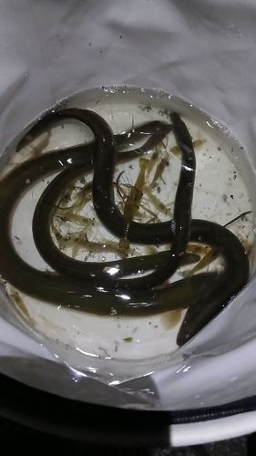 ウナギの釣果