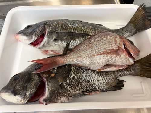 チヌの釣果