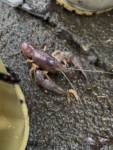 アメリカザリガニの釣果・釣り情報まとめ【2026年最新