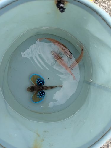 ホウボウの釣果