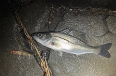 セイゴ（マルスズキ）の釣果