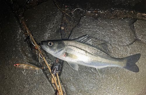 セイゴ（マルスズキ）の釣果