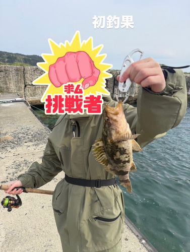 ベッコウゾイの釣果