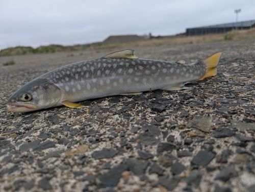 エゾイワナの釣果