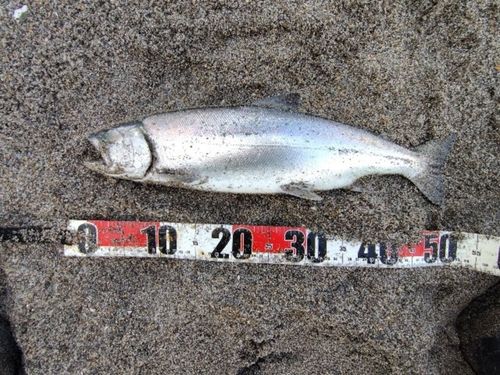 サクラマスの釣果