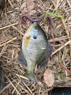 ブルーギルの釣果