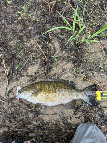 スモールマウスバスの釣果