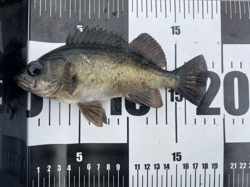 クロメバルの釣果
