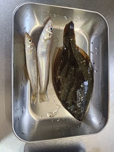 マコガレイの釣果