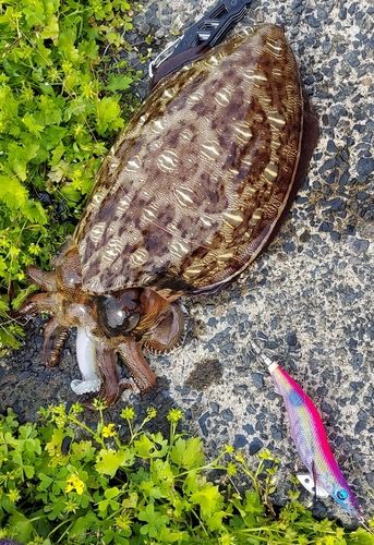 モンゴウイカの釣果