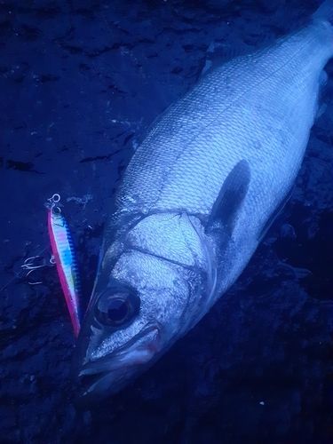 ヒラスズキの釣果