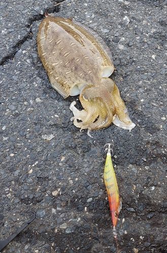 モンゴウイカの釣果