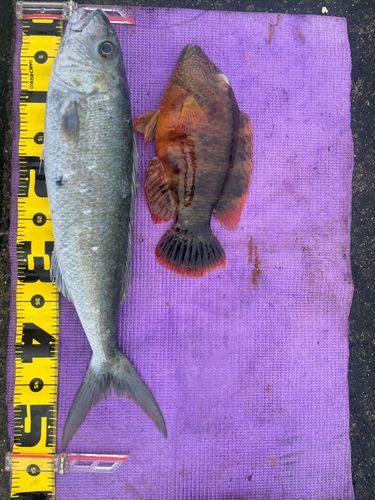 アオチビキの釣果