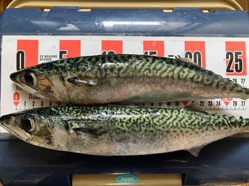 イワシの釣果