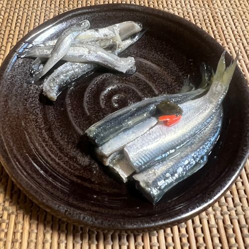サッパの釣果