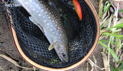 アメマスの釣果