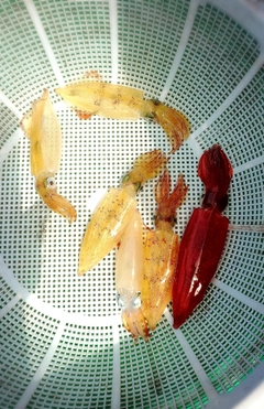 マルイカの釣果