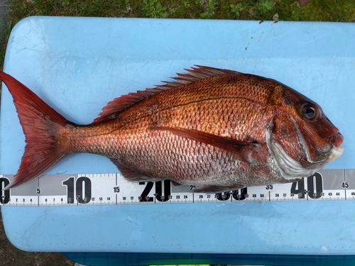 マダイの釣果