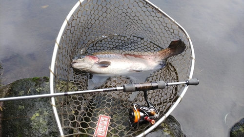 ニジマスの釣果