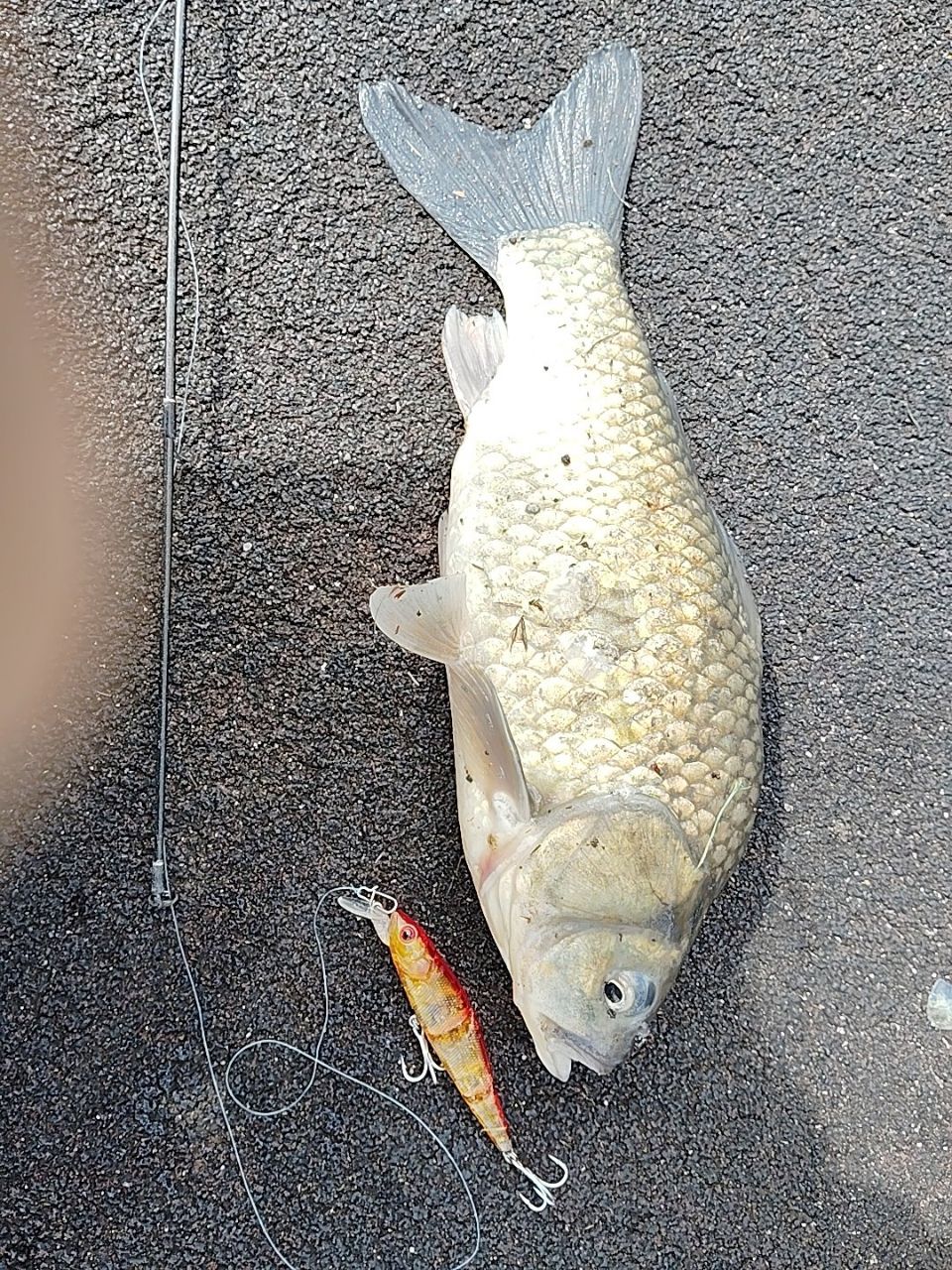 フナの釣果写真