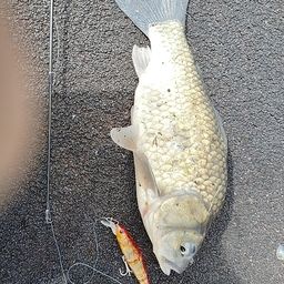 フナの釣果写真
