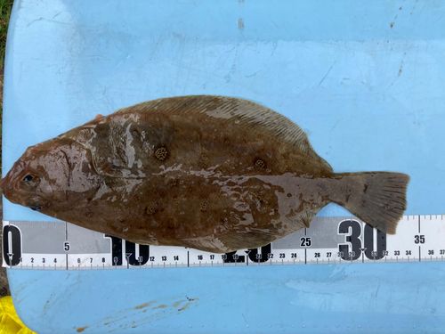 カレイの釣果