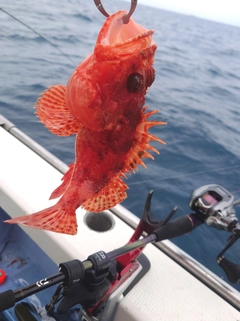 オニカサゴの釣果