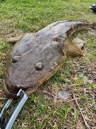 マゴチの釣果