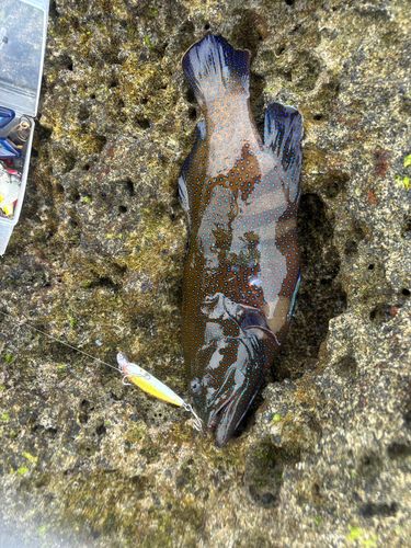 アオノメハタの釣果