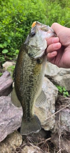 ブラックバスの釣果