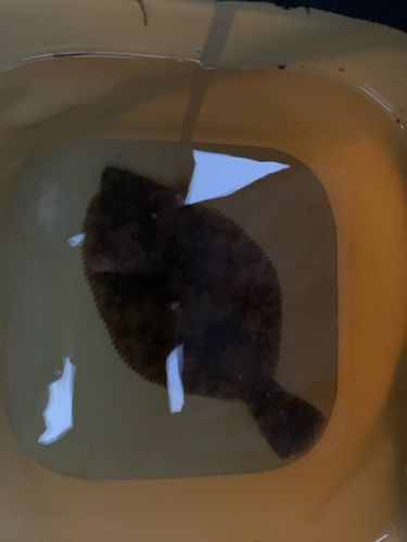 カレイの釣果