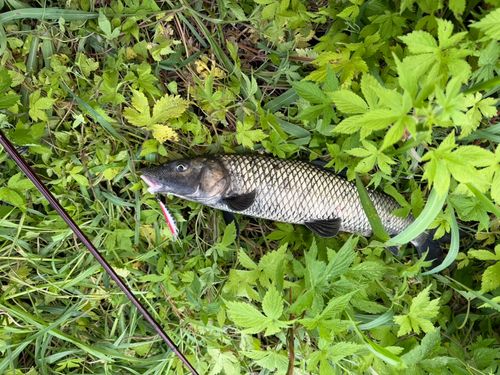 ニゴイの釣果