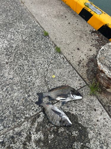 チヌの釣果