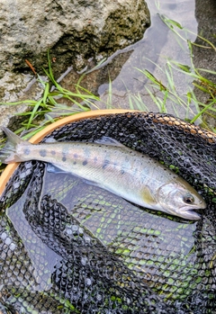 ヤマメの釣果