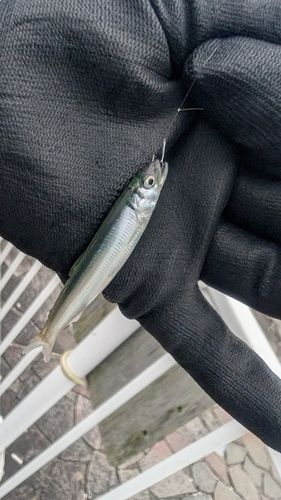イワシの釣果