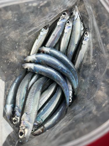 イワシの釣果