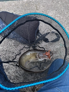 ナマズの釣果