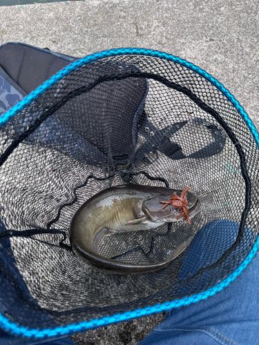 ナマズの釣果