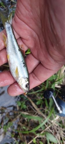 カワムツの釣果