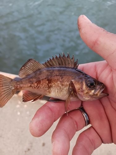 マハゼの釣果