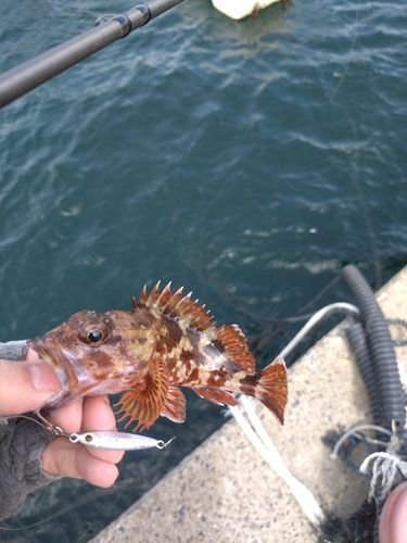 アラカブの釣果