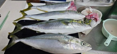 イナダの釣果