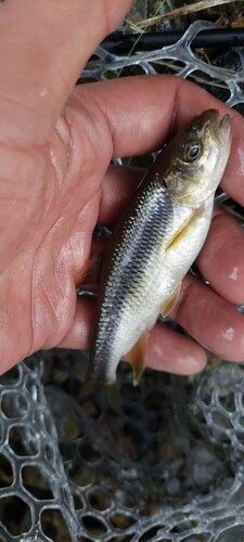 カワムツの釣果