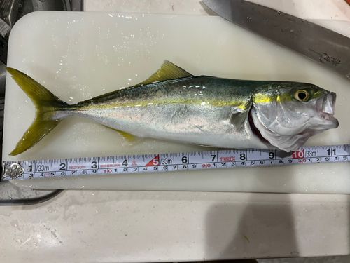 フクラギの釣果