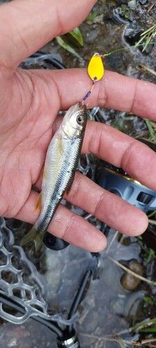 カワムツの釣果