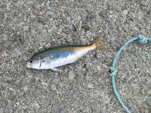 タカベの釣果