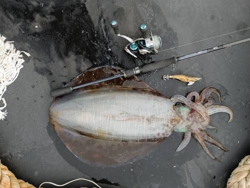アオリイカの釣果