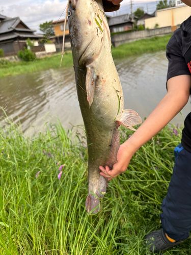 ナマズの釣果