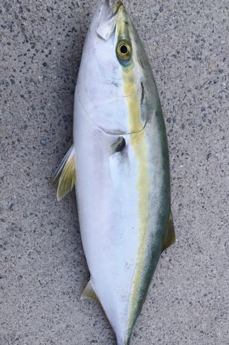 ブリの釣果